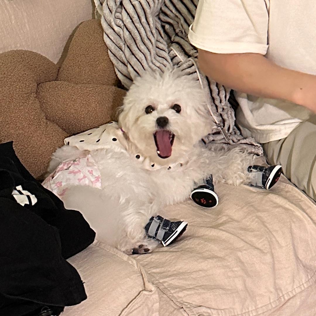 张张的比熊yami
