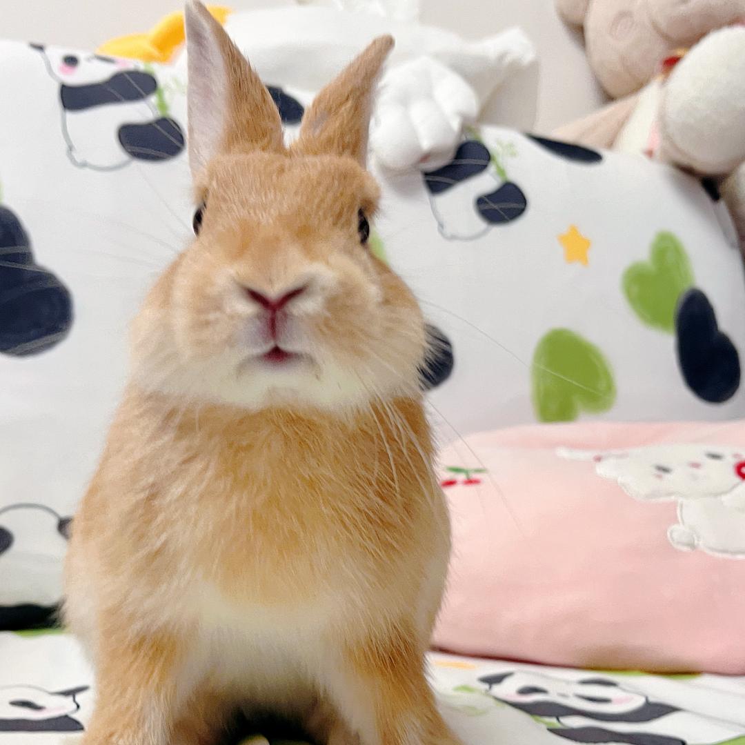 小核桃是只侏儒🐰