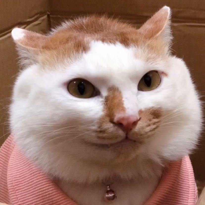 毛毛芋圆