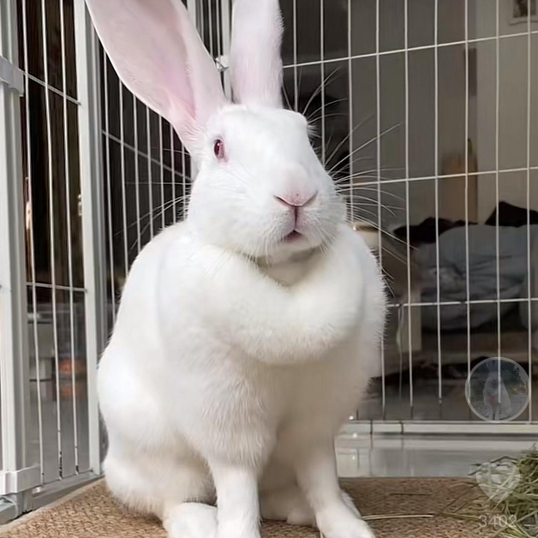 奶油是小白兔🐰