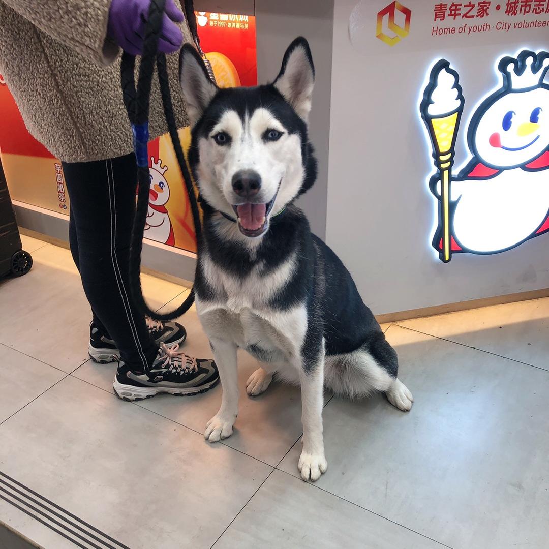 西南州域的绣橘头像