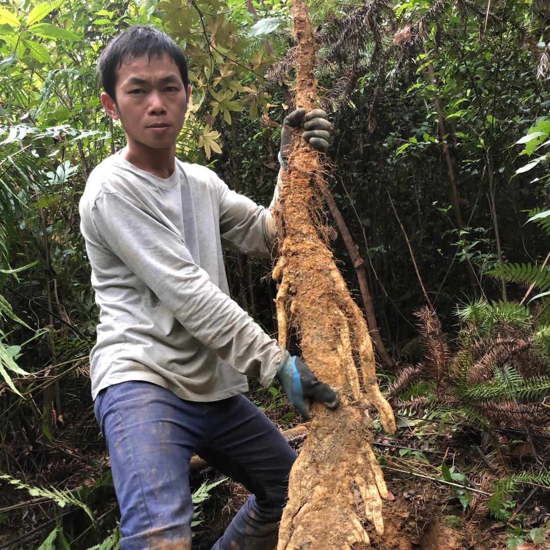 野生山药（地表最强刨坑人）