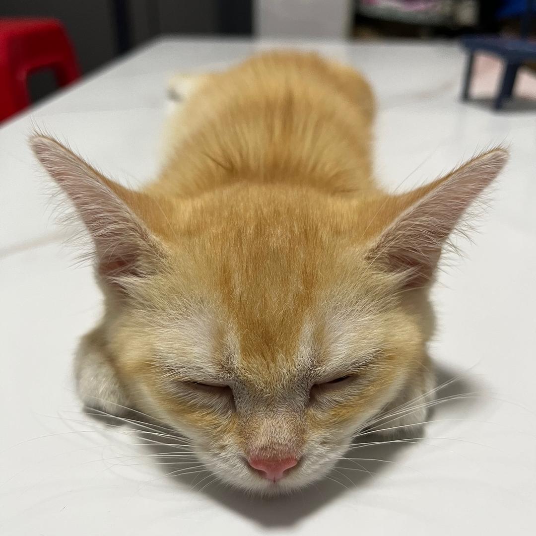 卤蛋不是蛋🐱