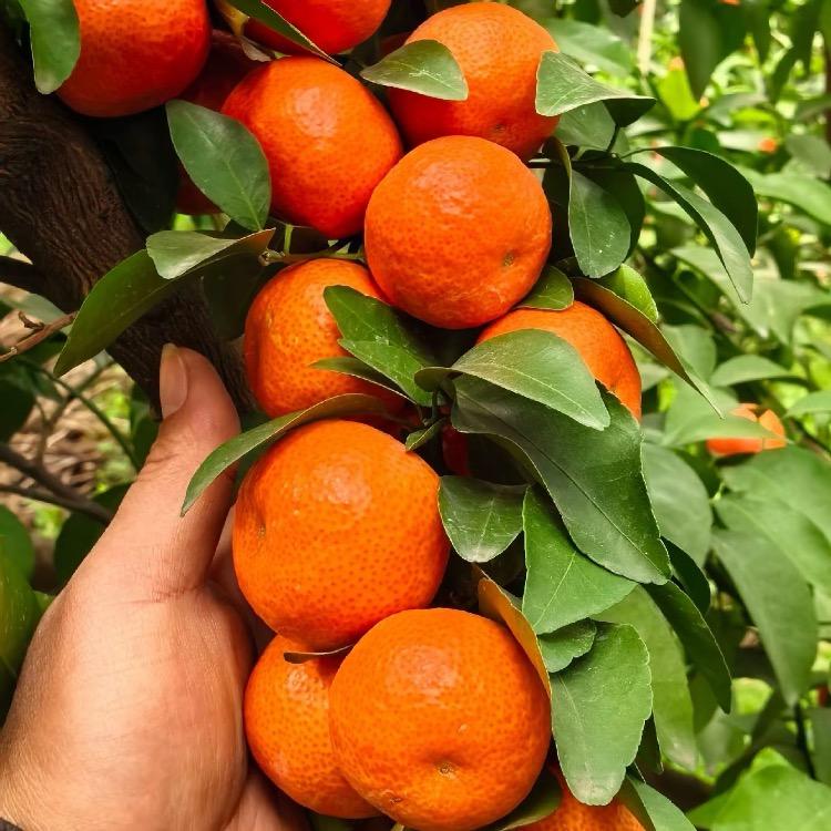 果树黄化营养液厂家