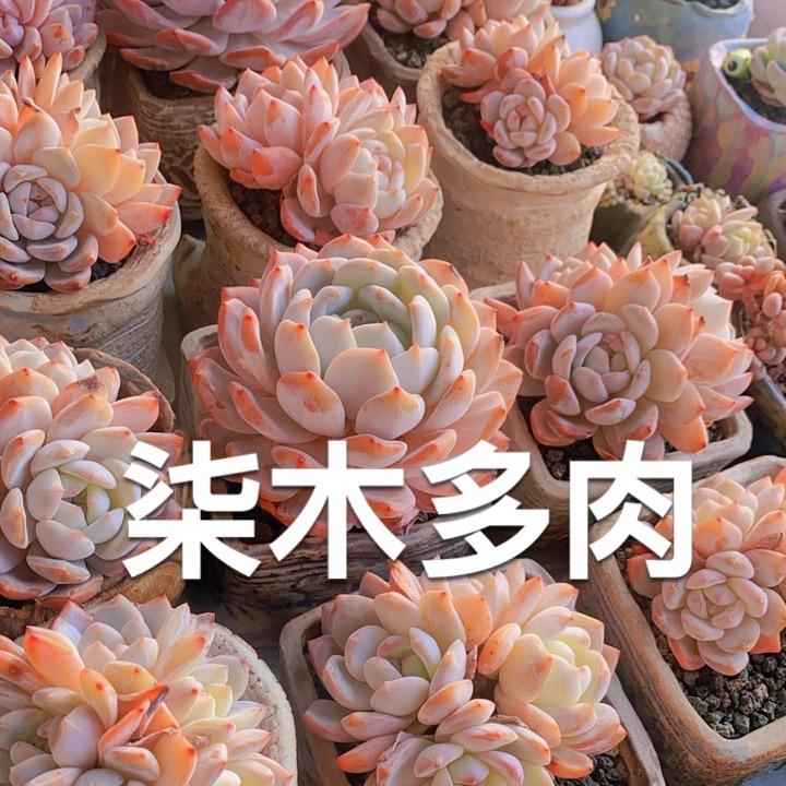 柒木多肉