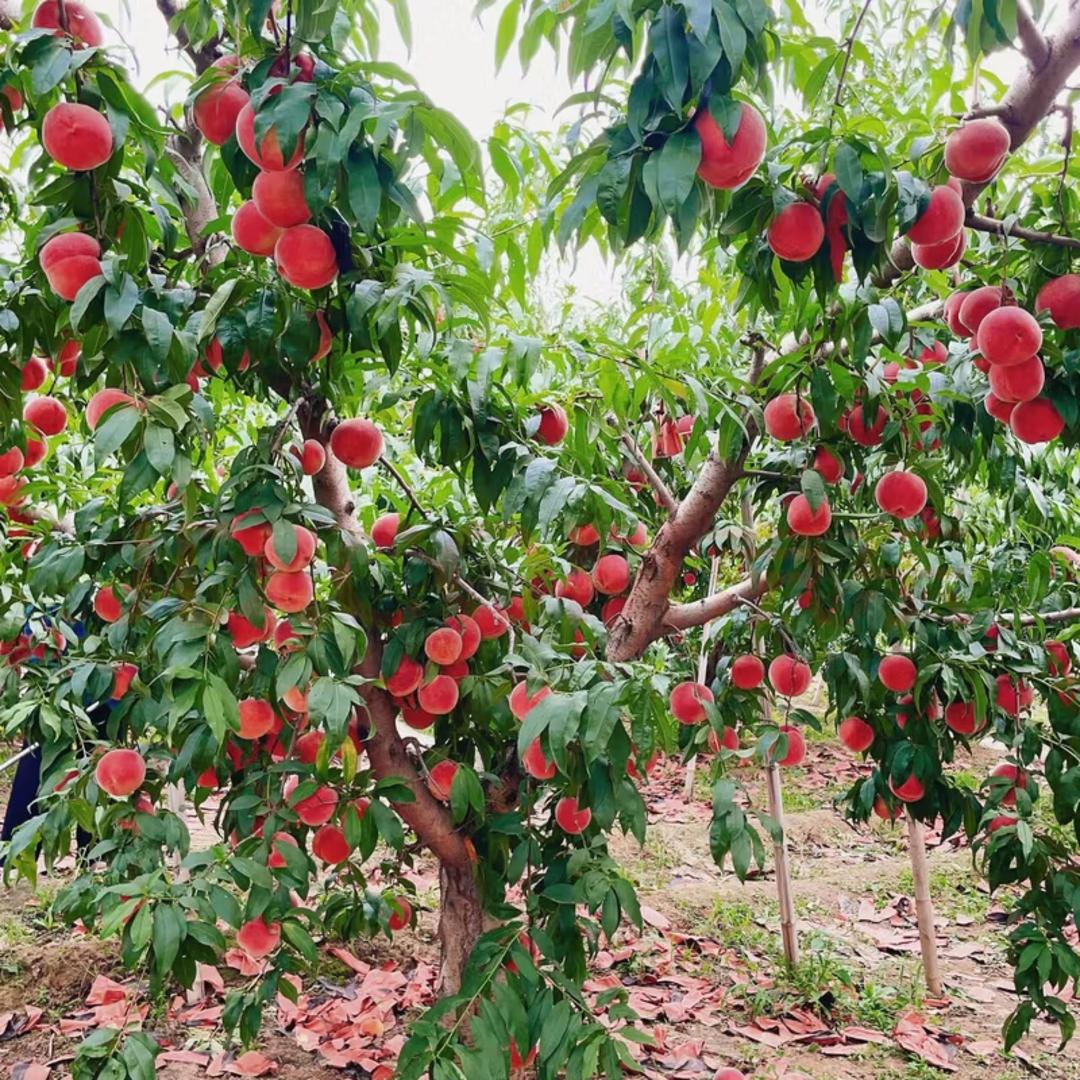 燊华果树苗木专营店