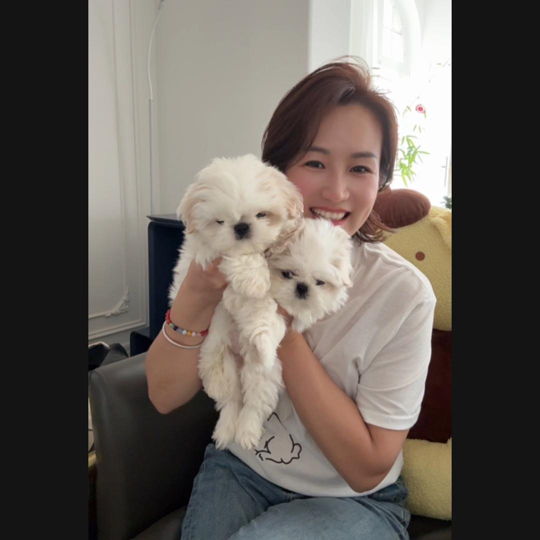 大澄私宠-西施 马尔济斯