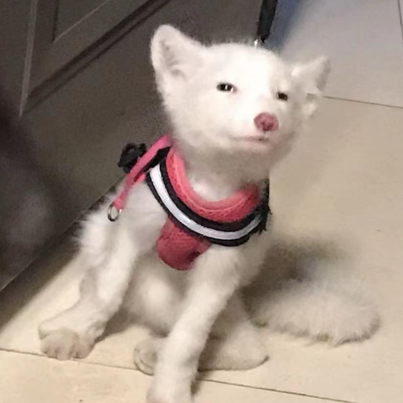 布鲁斯大狗嚼嚼主理人