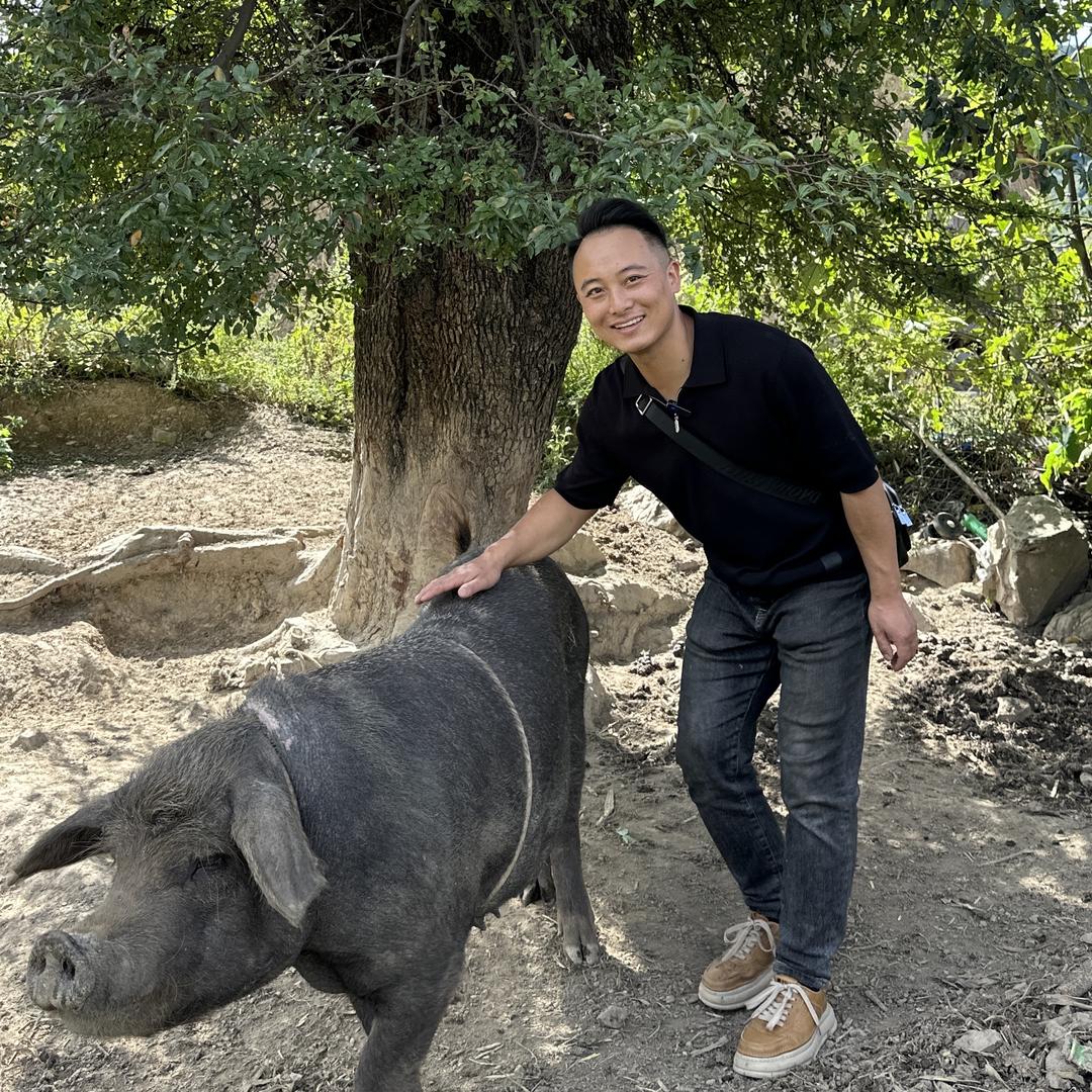 大凉山彝家小香猪