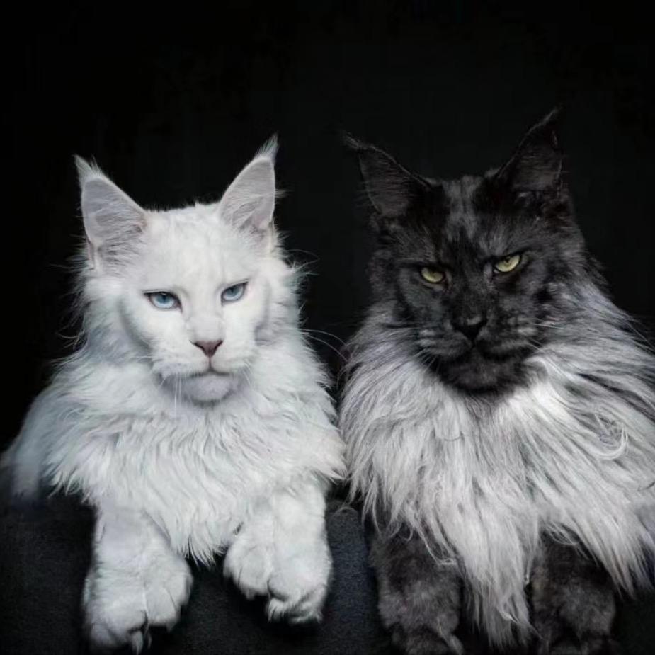 千宠部落缅因猫