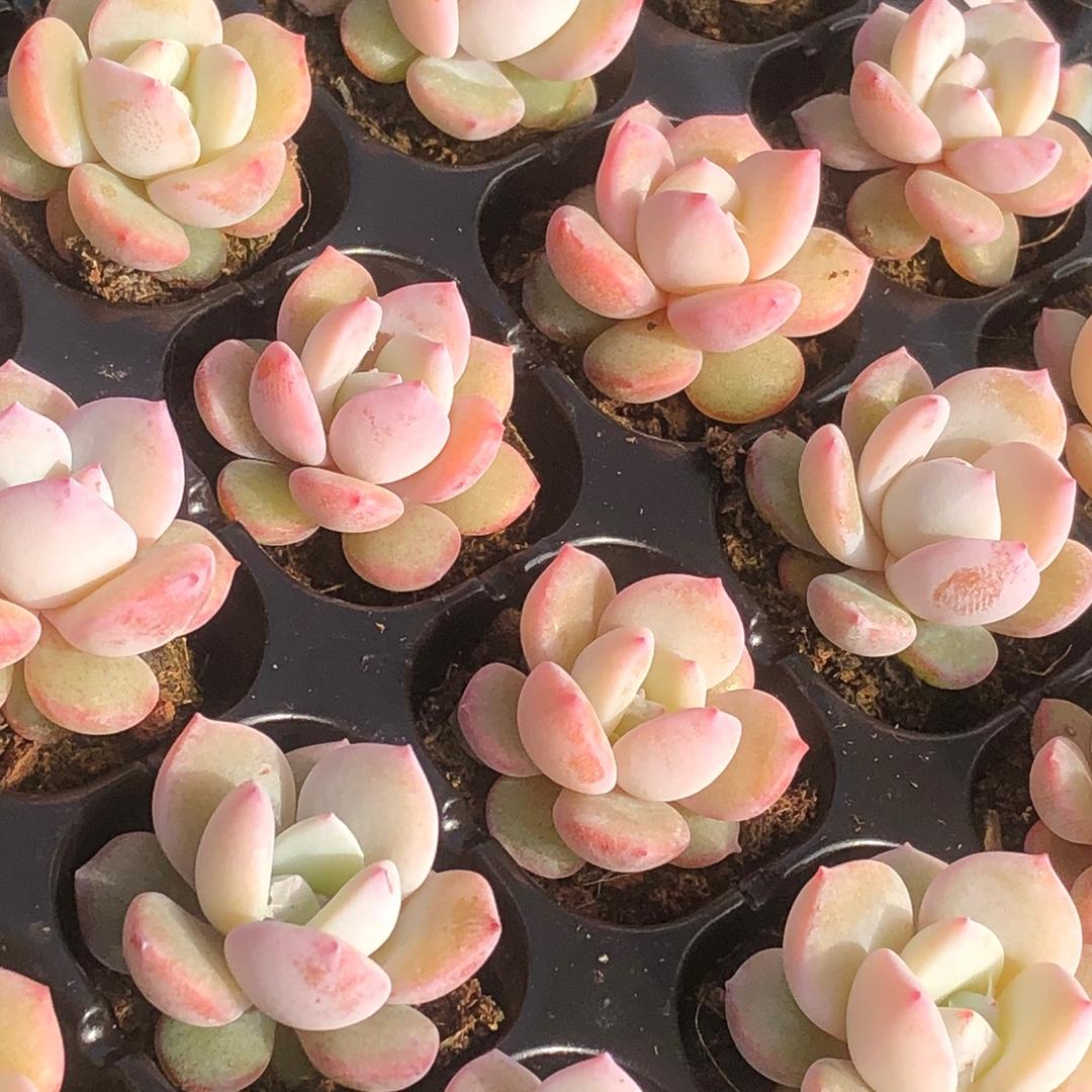 轻之舟多肉种苗基地