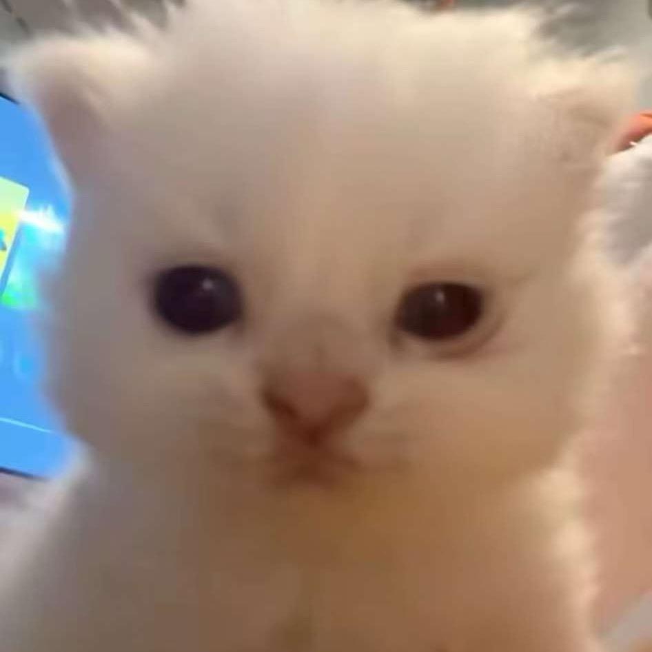 hi