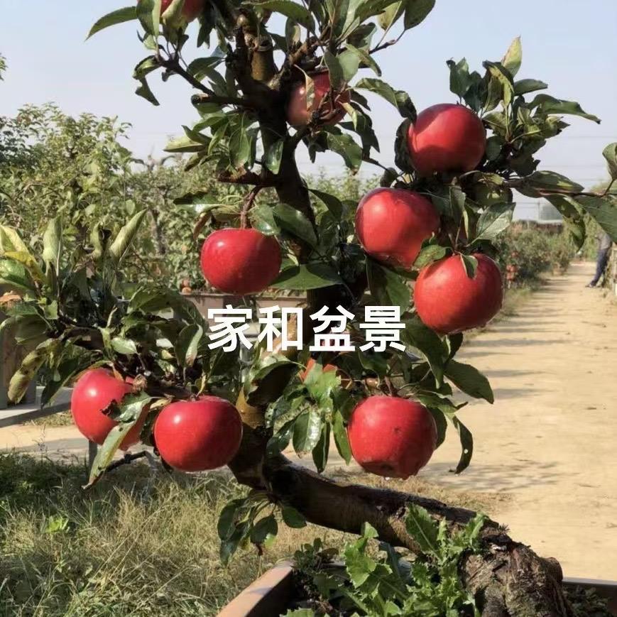 家和盆景园艺