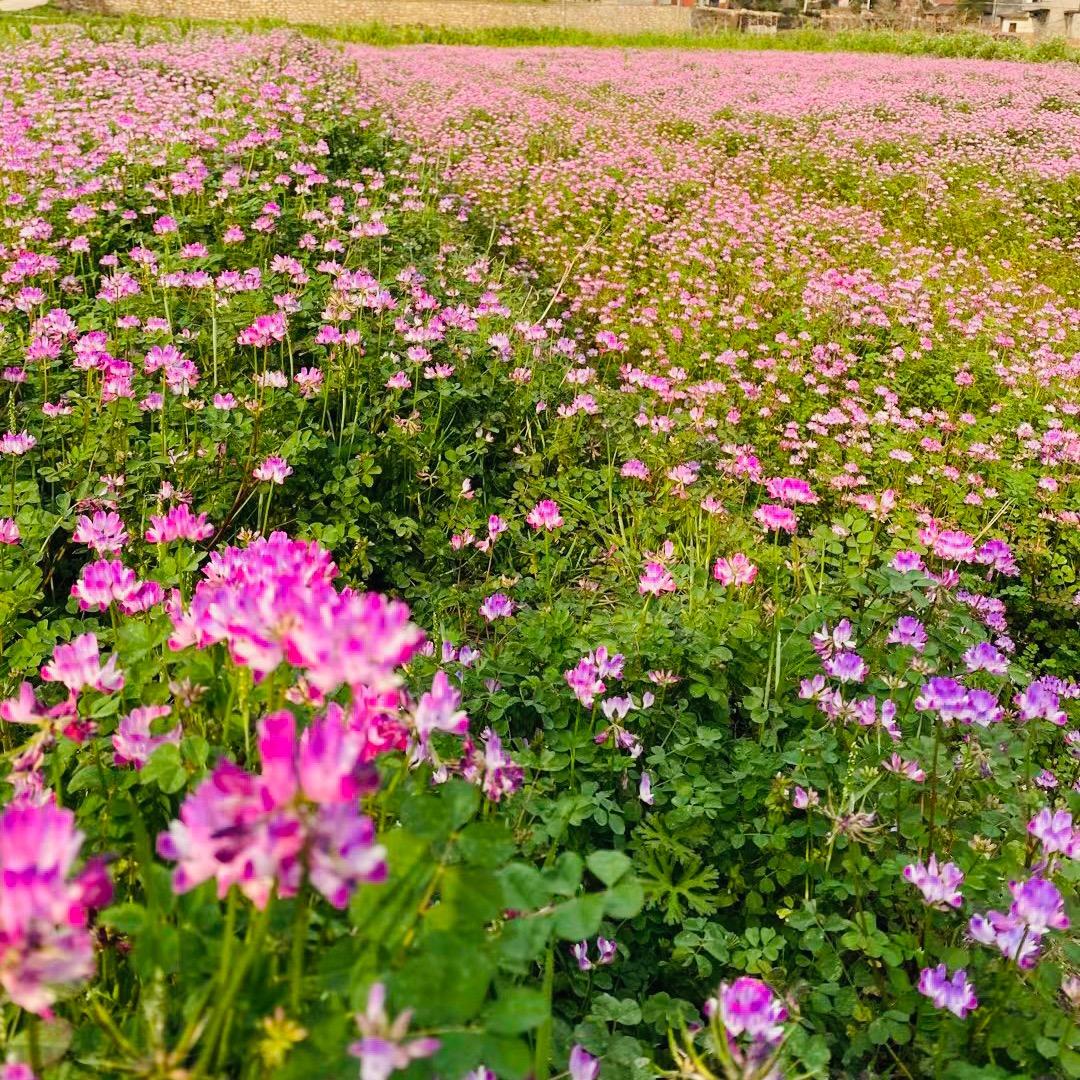 ♥️万载春春···