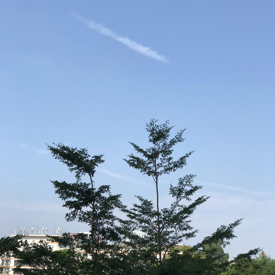 幽原飞马
