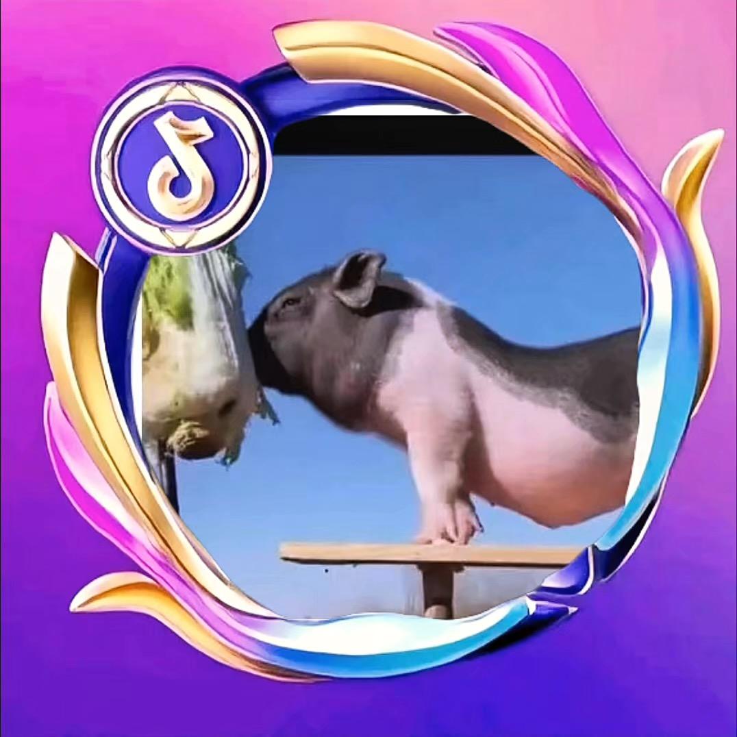 猪小七