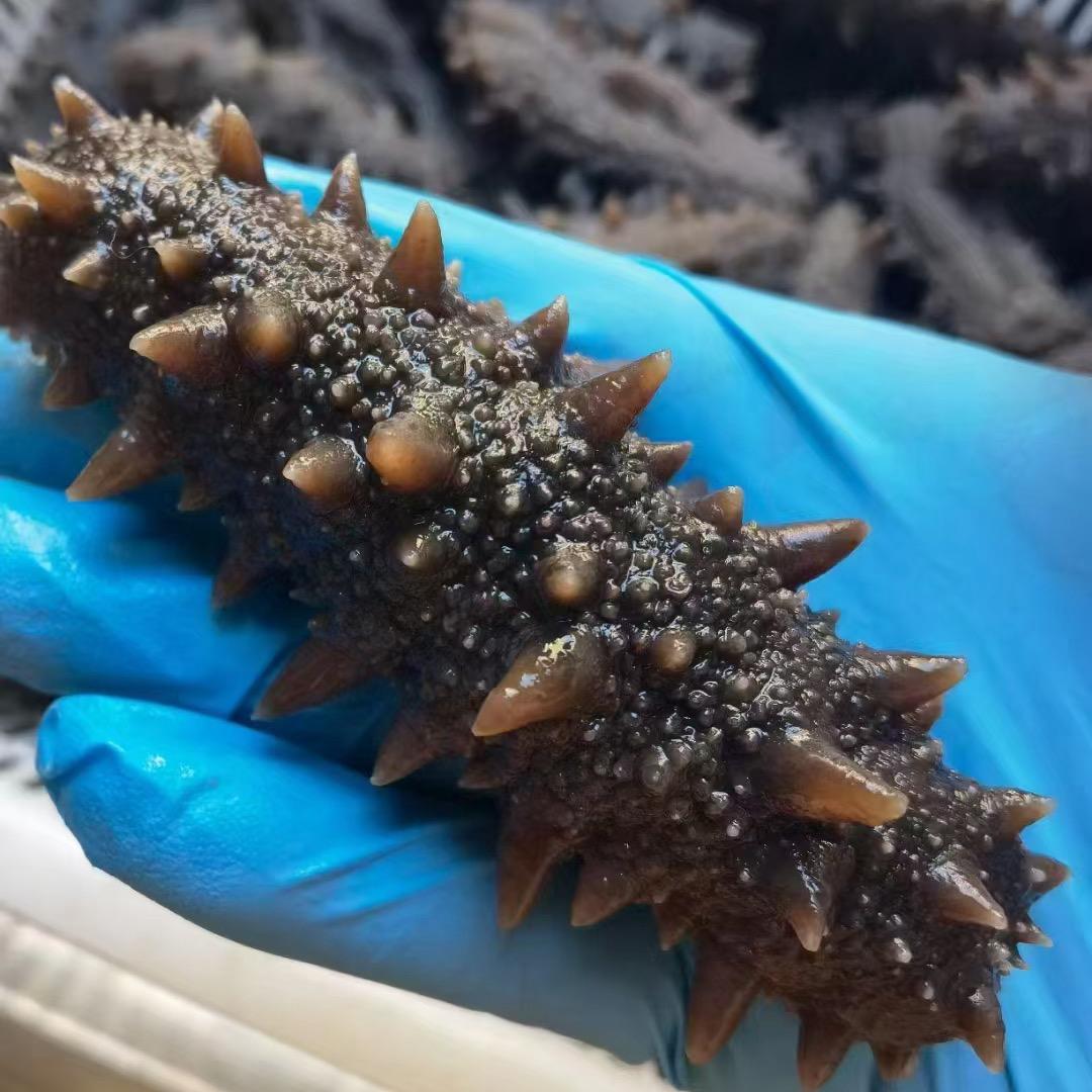 宏洋水产技术服务点（收购代售海参苗）