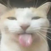 鲨鱼辣椒