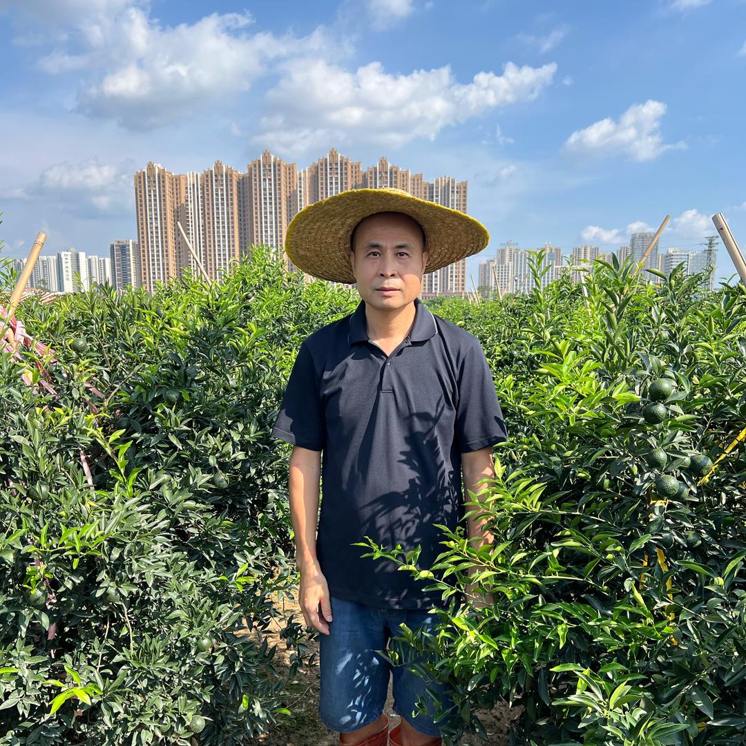 汇品柑源新会陈皮