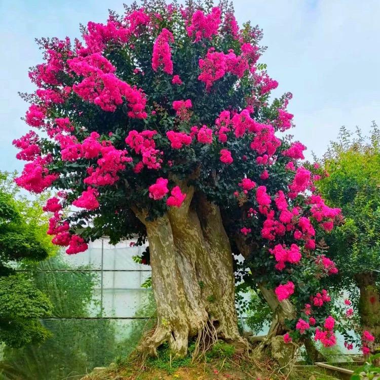 尘薇花卉园艺