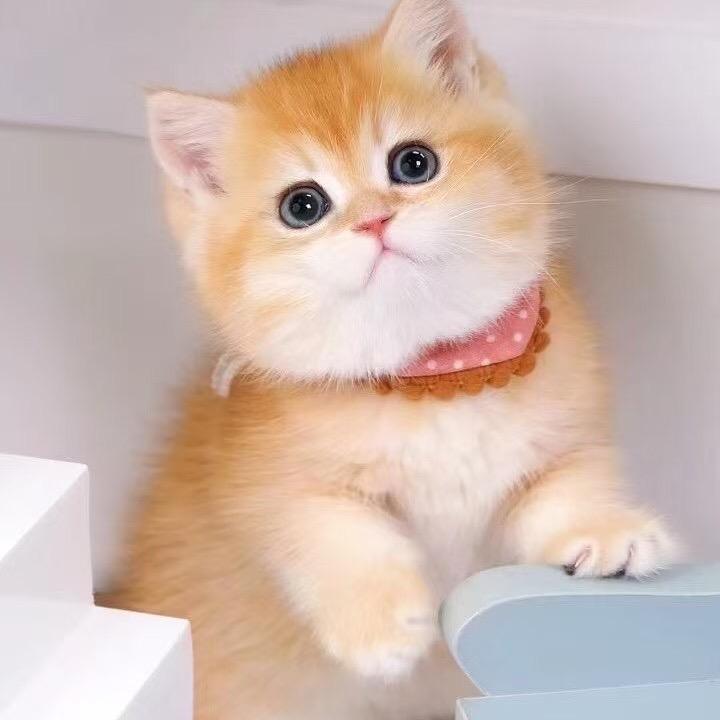静静家的猫