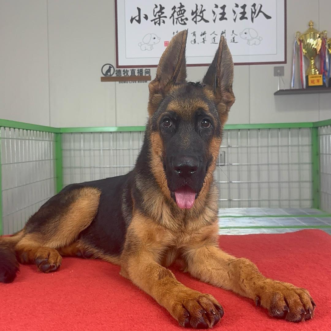 小柒德牧汪汪队