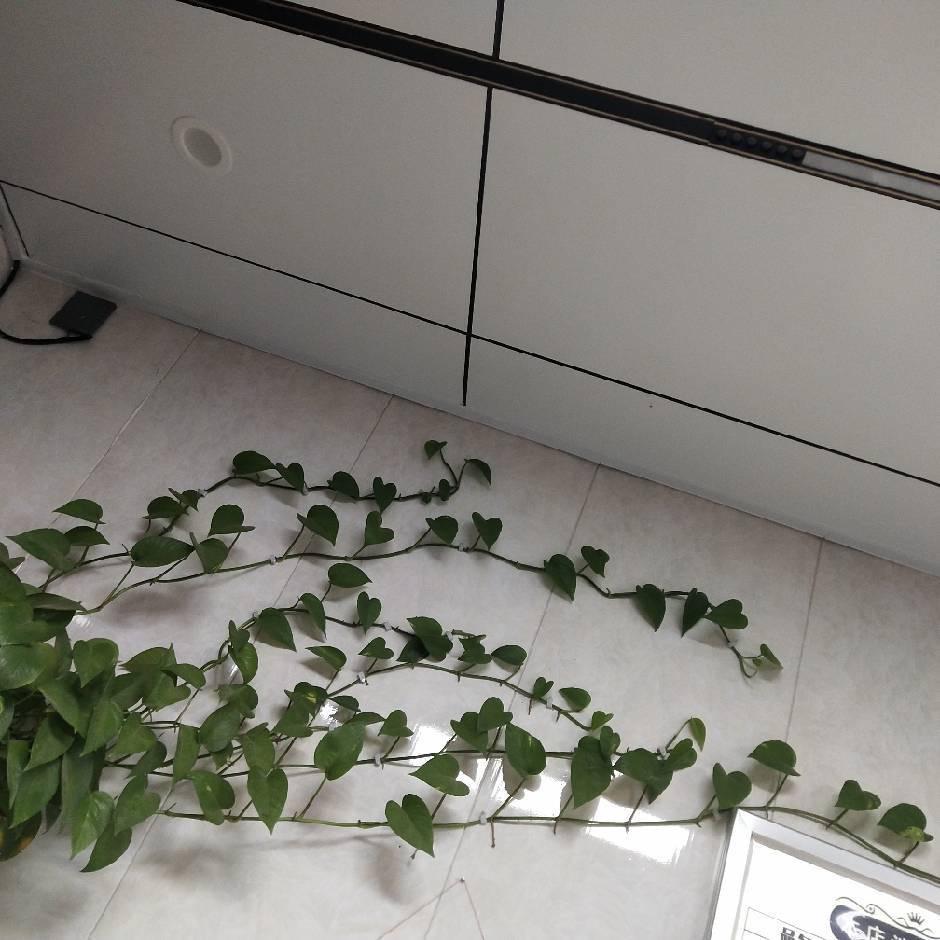 我的一生希望