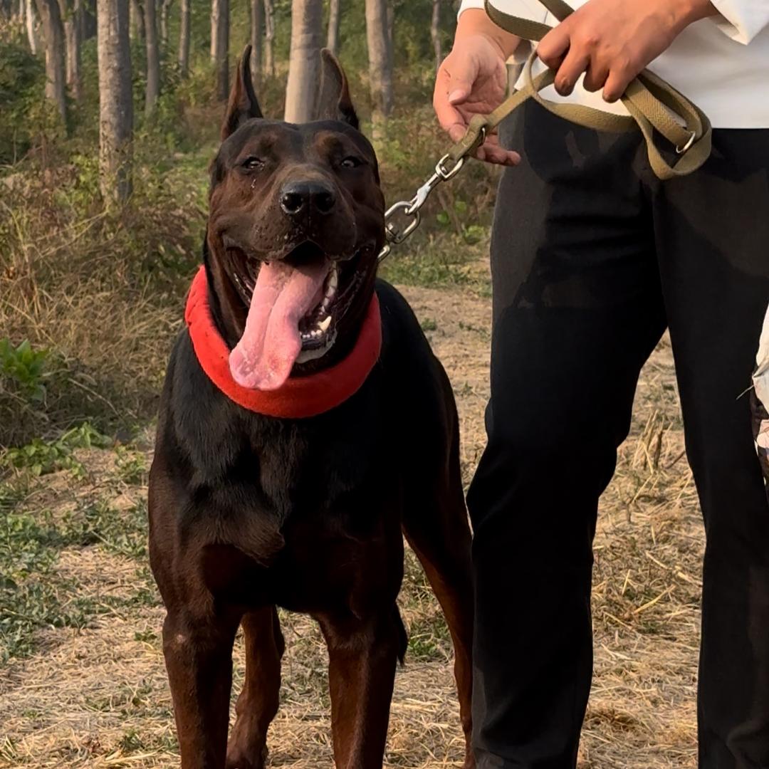 莱冠（聊城~刘先生）莱州红犬业