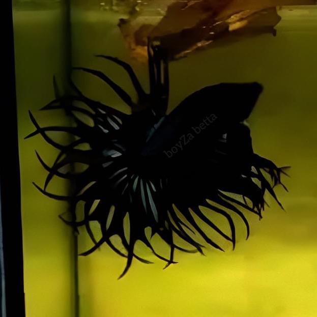星予海水族馆迪迪水族