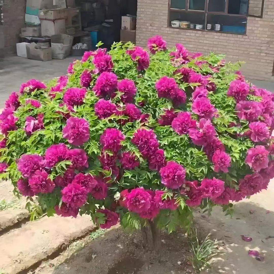 甘肃原生精品牡丹