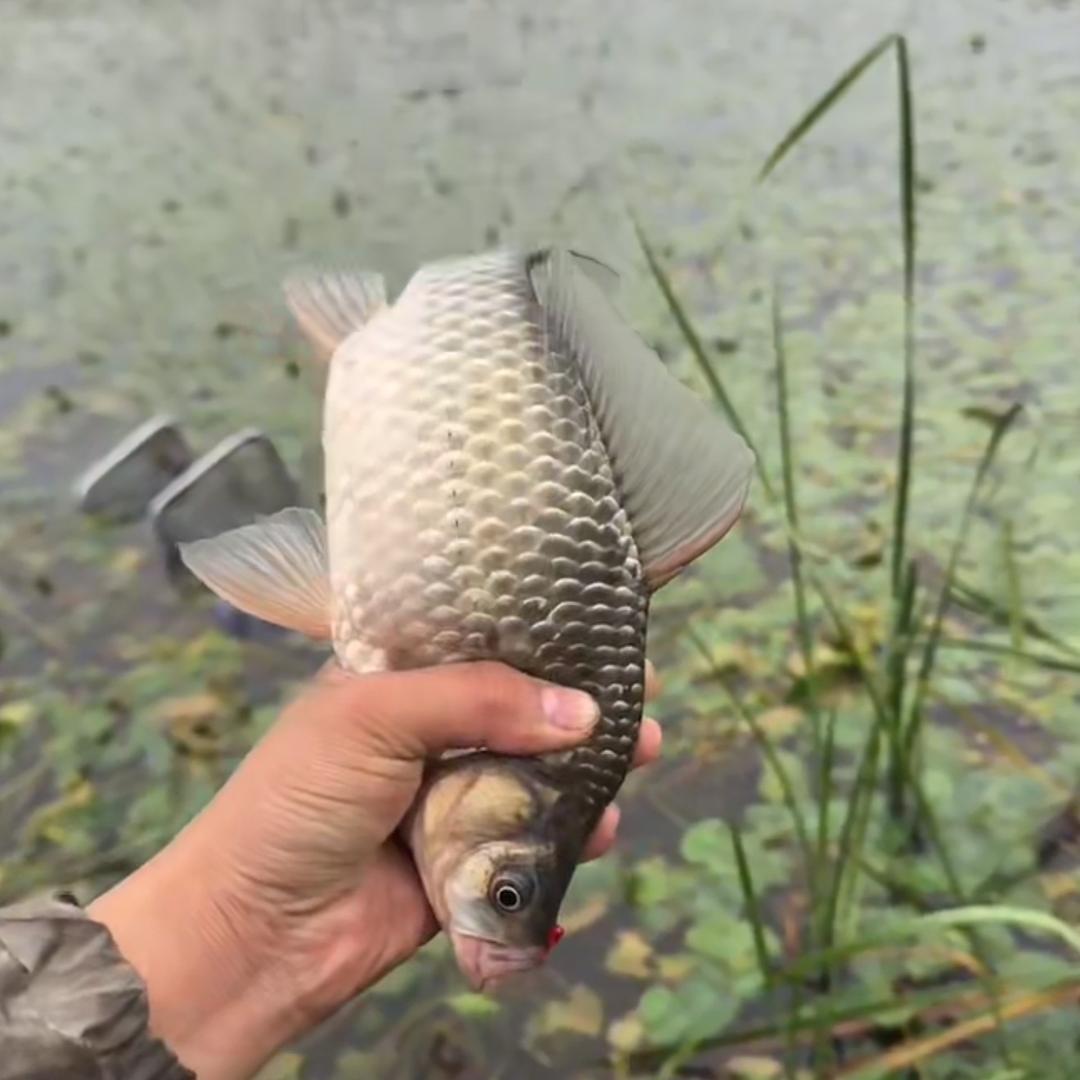传统野钓悠米🎣