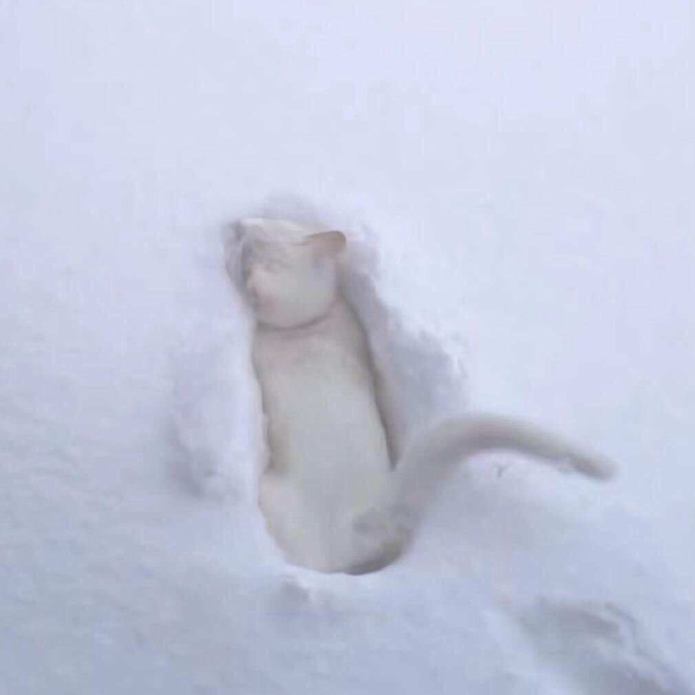 鸡蛋蛋