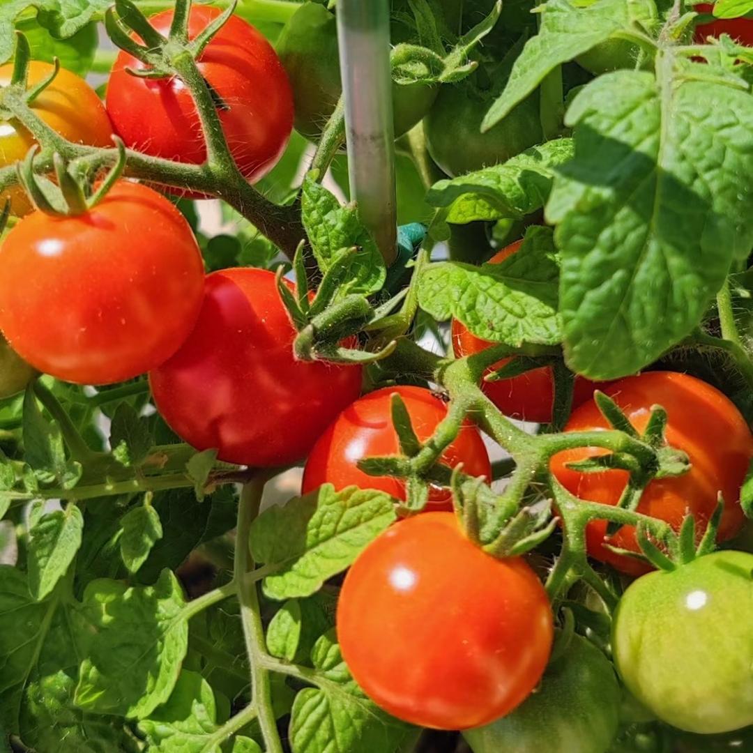棠老师说番茄🍅