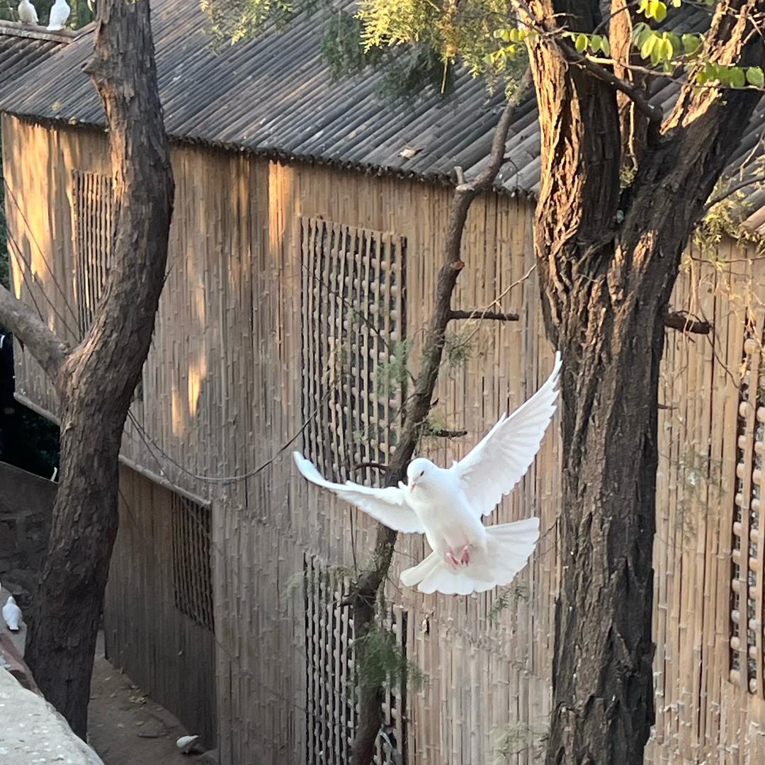 🧚🏻‍♀️🍋‍🟩