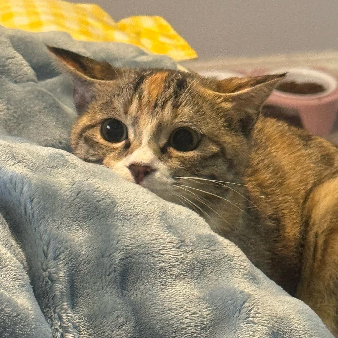 只只是只狸花猫