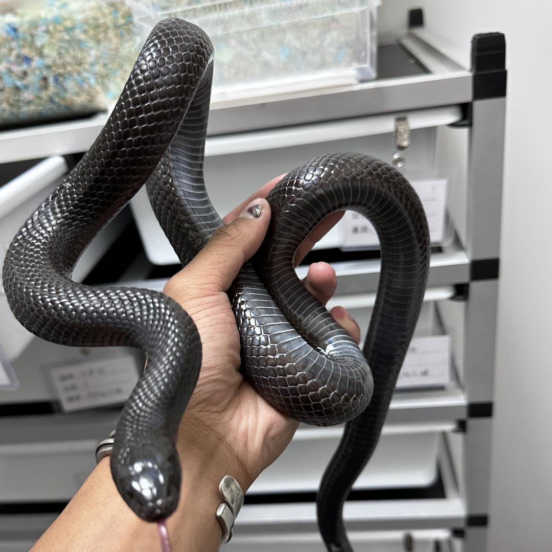 怪兽生物科技工作室