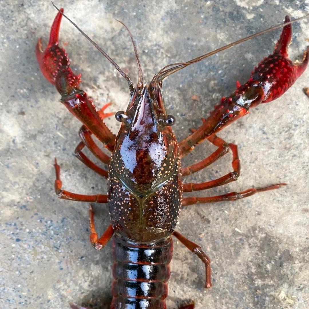 潜江市老关水产经营部