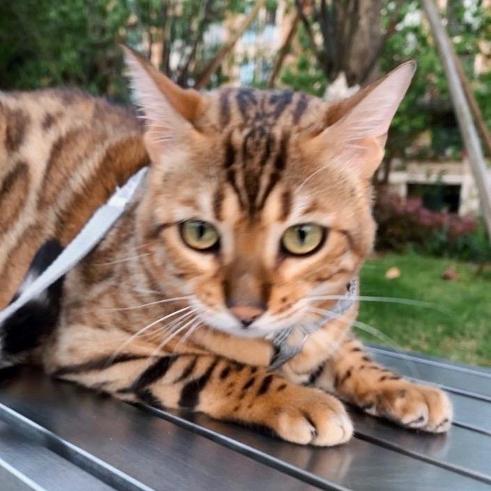 "黏人豹豹dimoo🐱