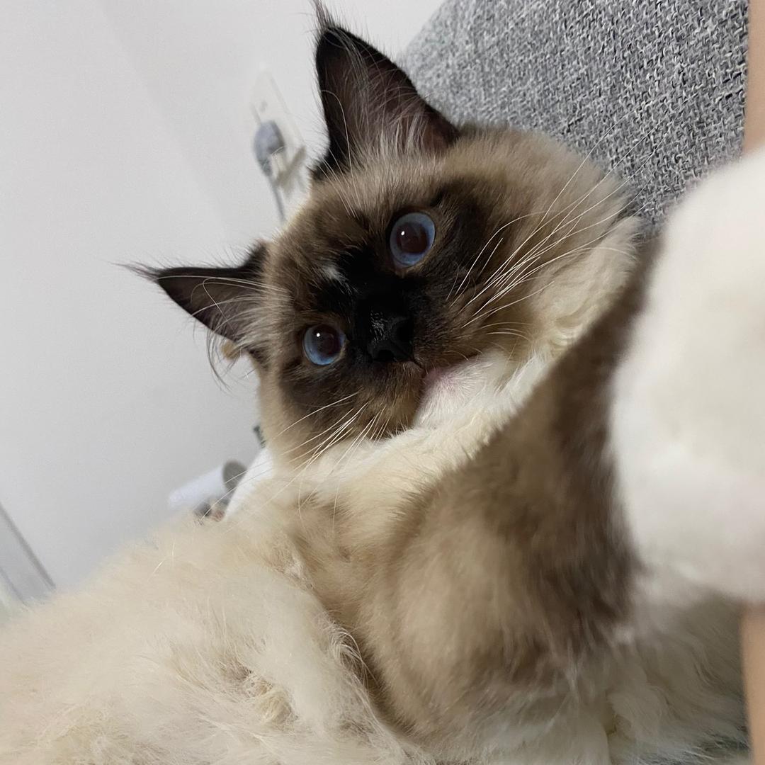 晶晶晶晶晶(˶˚  ᗨ ˚˶)