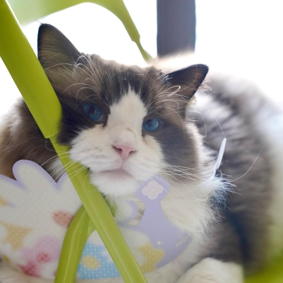 六六是只布偶狗