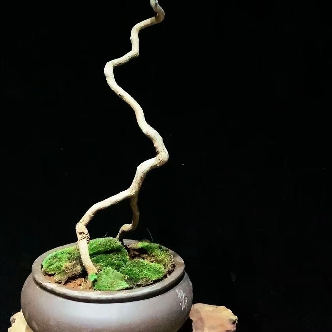 柚桉绿植