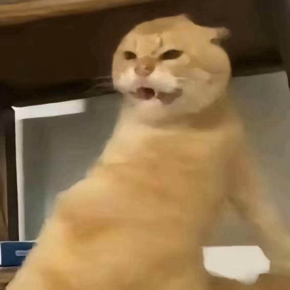 草原最热烈的马🐎