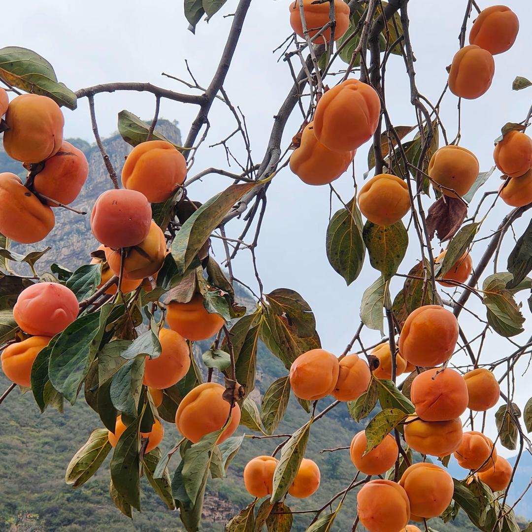 花姐！拒绝私聊