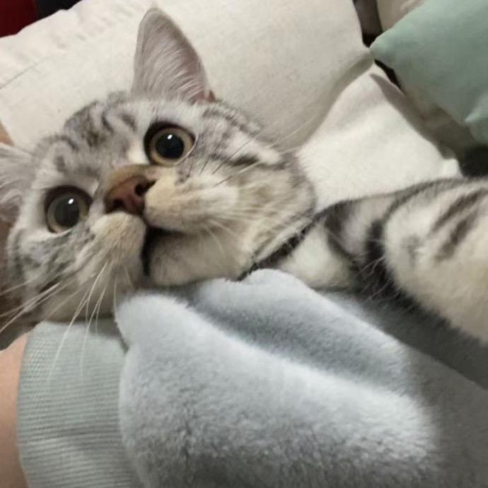 多多大象🐱🐱