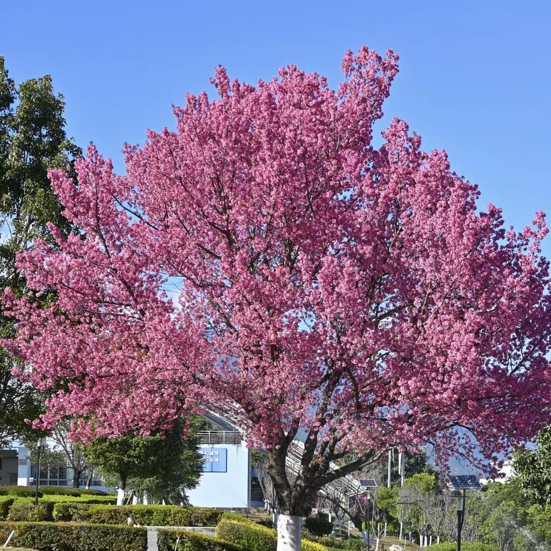 辰季花卉园林