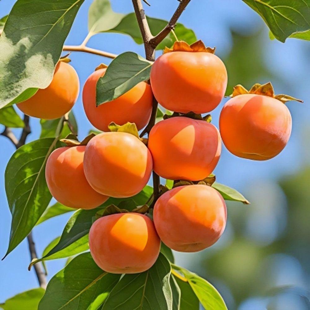 花丰花果树苗木专营店