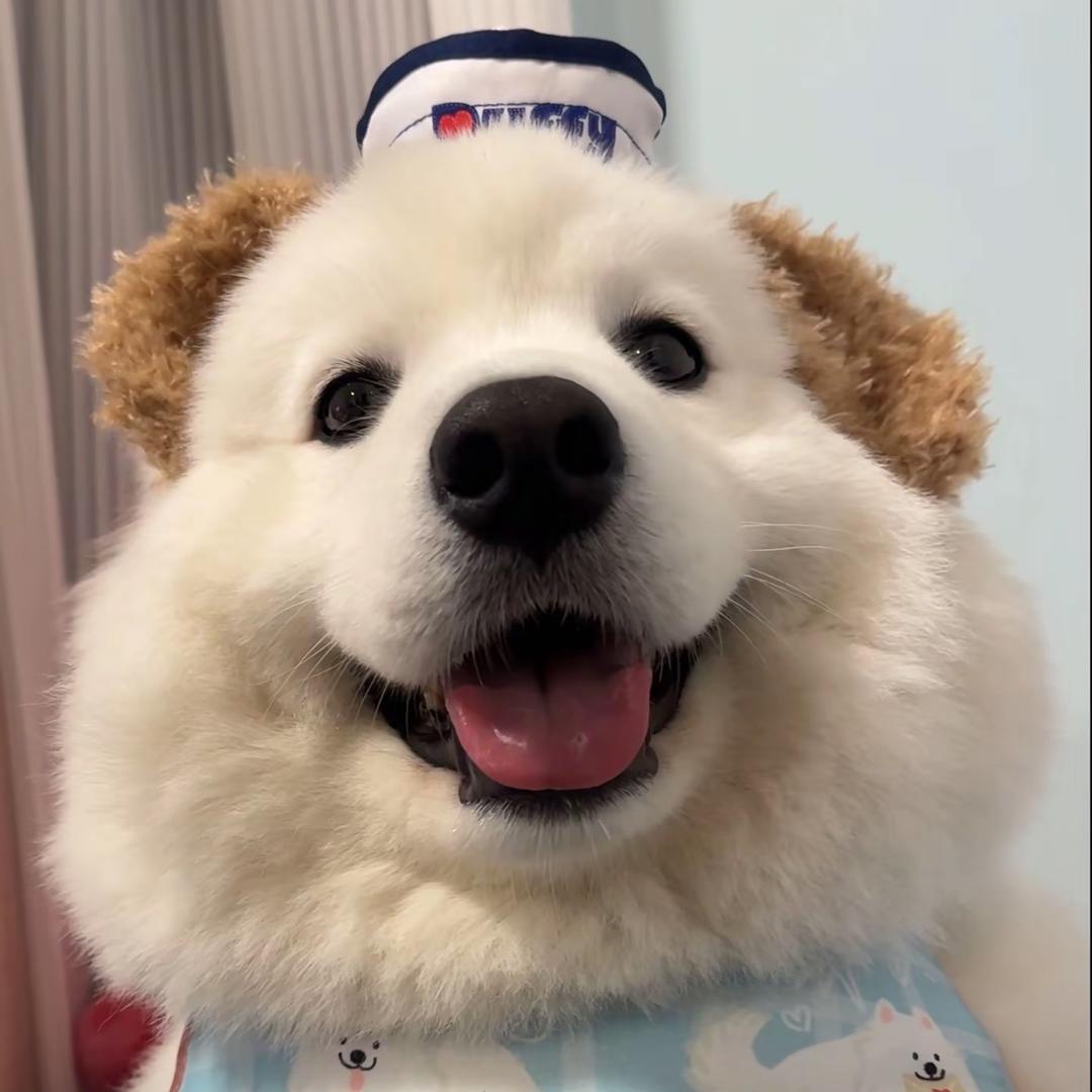 手羽