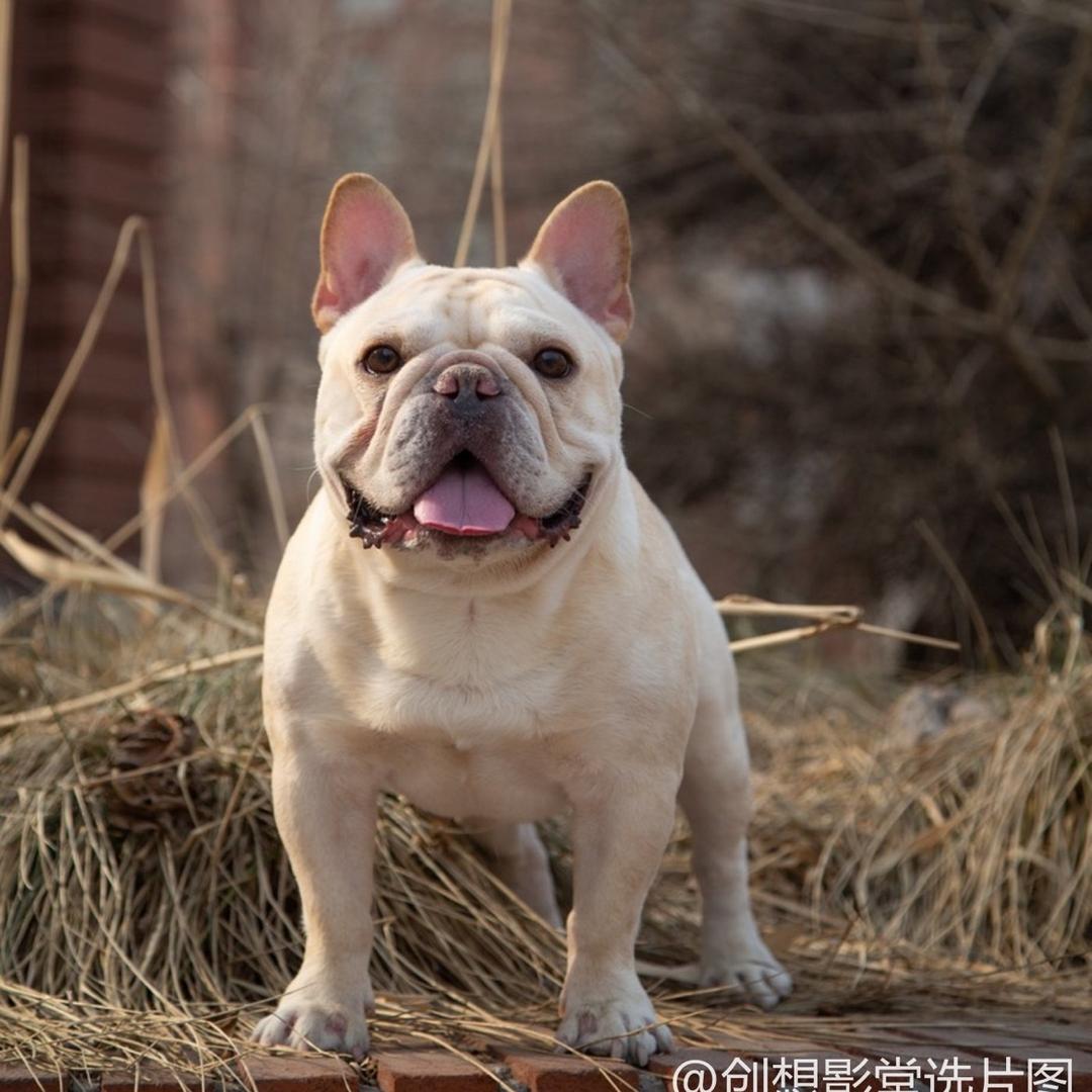 小煎头馒