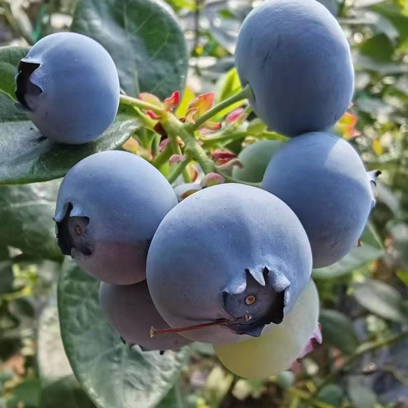 蓝缘果业