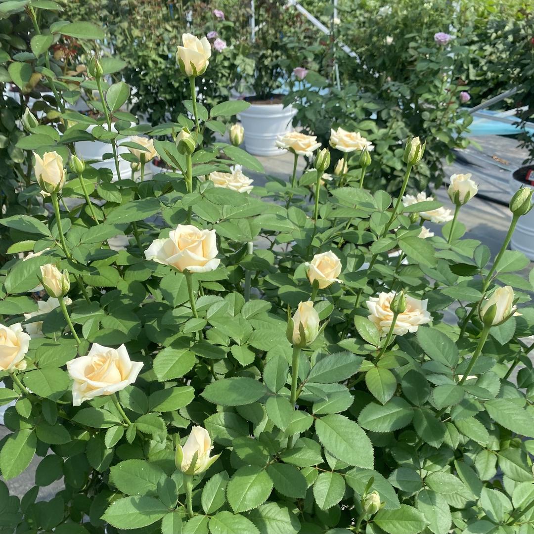 云姐的玫瑰花园